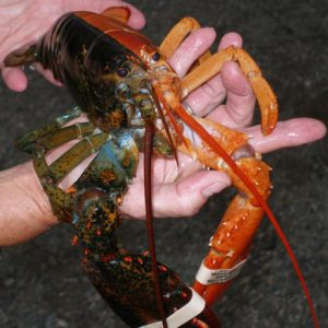 half and half lobster