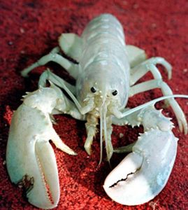 albino lobster