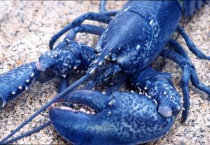 blue lobster colors