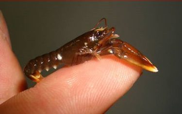 Lobster Larvae size of fingertip